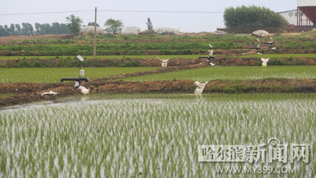 五常启用水稻智能化灌溉系统 科学精细化种水