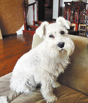 "两个月前,市民王女士养了8年的白色雪纳瑞犬"瑞贝卡"在道里区爱湖路