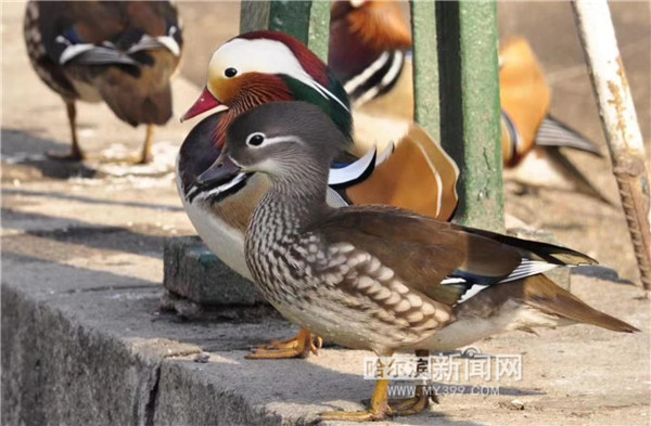 这可是在咱兆麟公园土生土长的"哈籍"鸳鸯1501号.