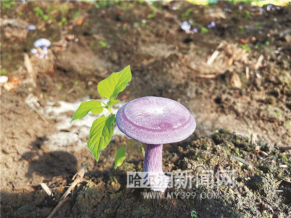 20元一斤 蘑菇贵族"紫花脸"上市