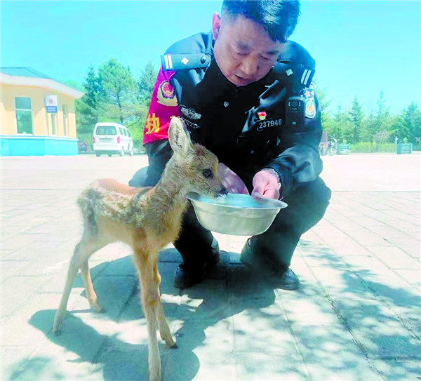 新闻频道>冰城新闻>一只刚出生的野生狍子在林场里迷了路,误入村庄到