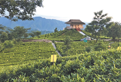 图为安化县马路镇湖南坡村有机茶园.李绍勇摄(人民视觉)