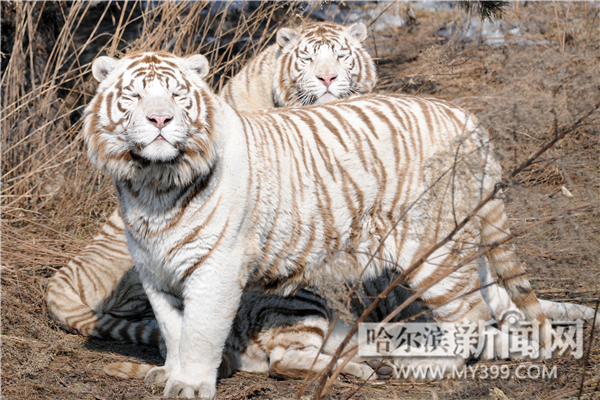 还可观赏到白虎,雪虎,白狮,狮虎兽,猎豹,花豹,金钱豹,非洲狮,孟加拉虎