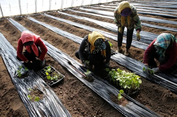 头茬豆角种上了67双城蔬菜大棚应季蔬菜无公害种植