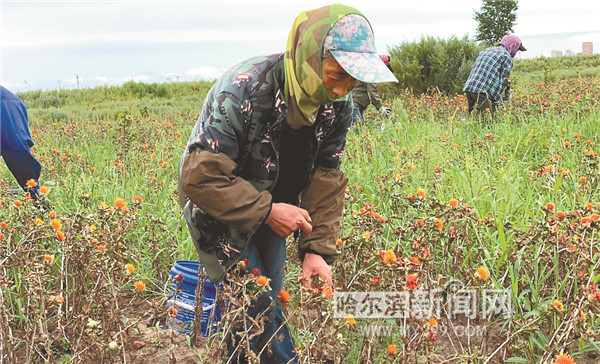 小型摘红花机图片